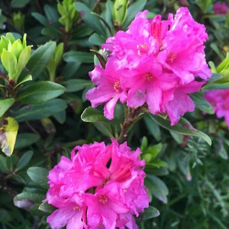 Szálloda Binggl Obertauern