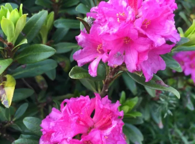 Hotel Binggl Obertauern