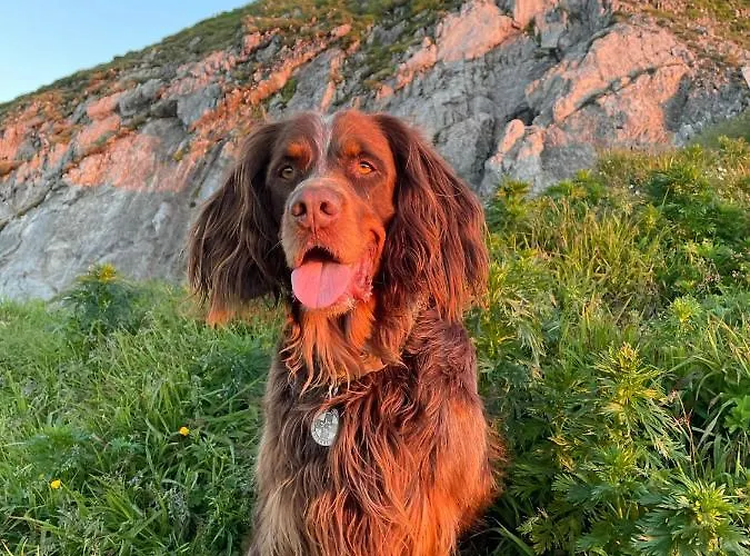 Binggl 4* Obertauern